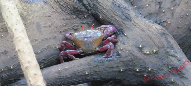 Crab